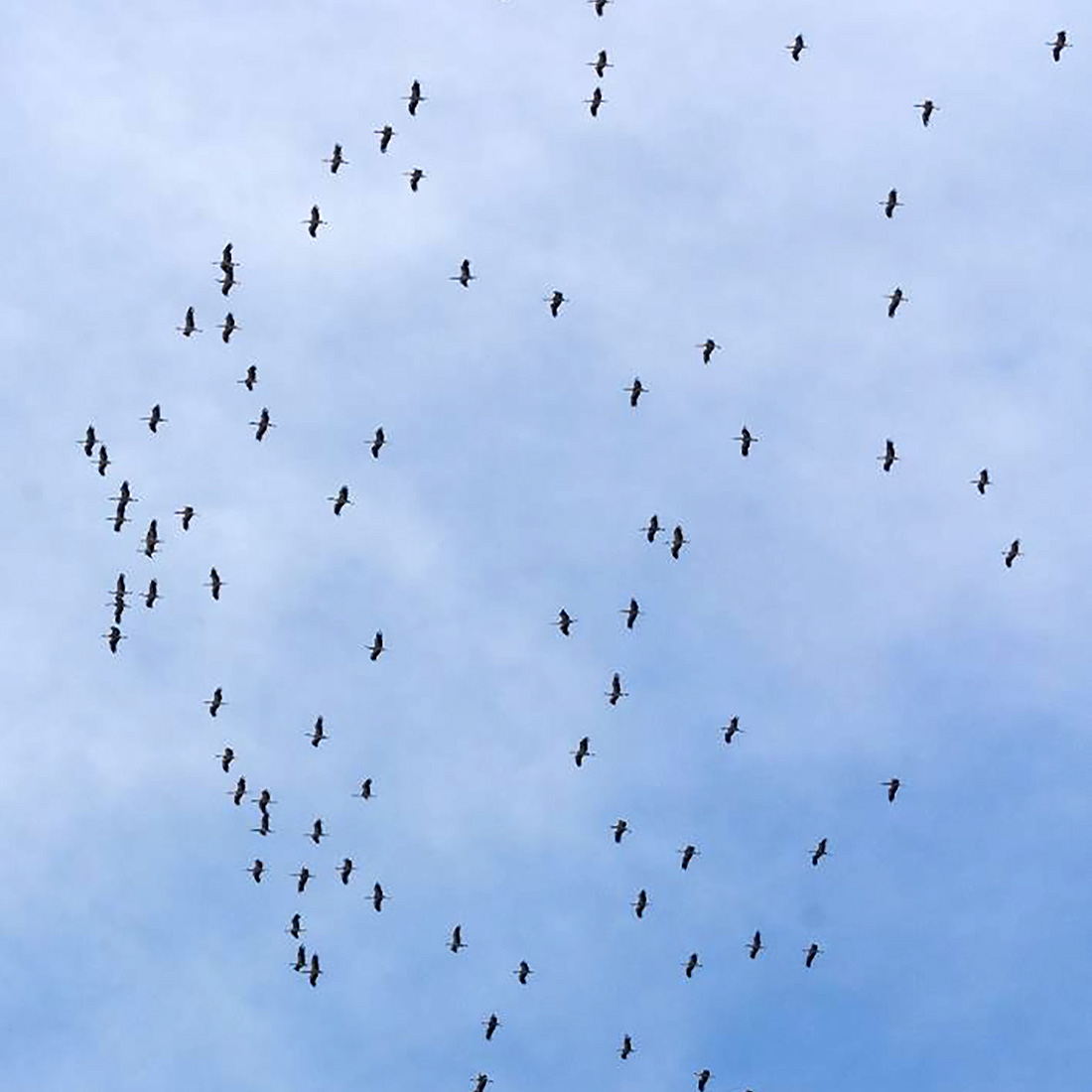 avifauna-2